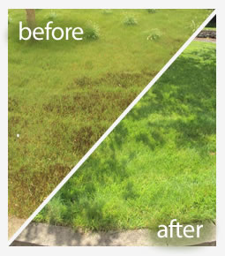 Lawn pest control treatment in Reading
