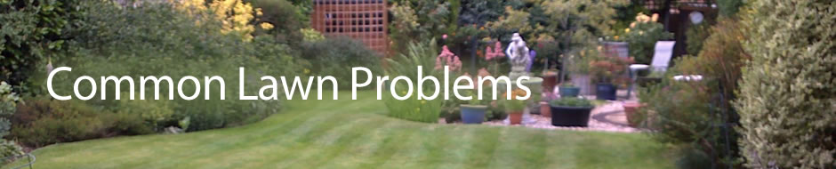 Common lawn problems